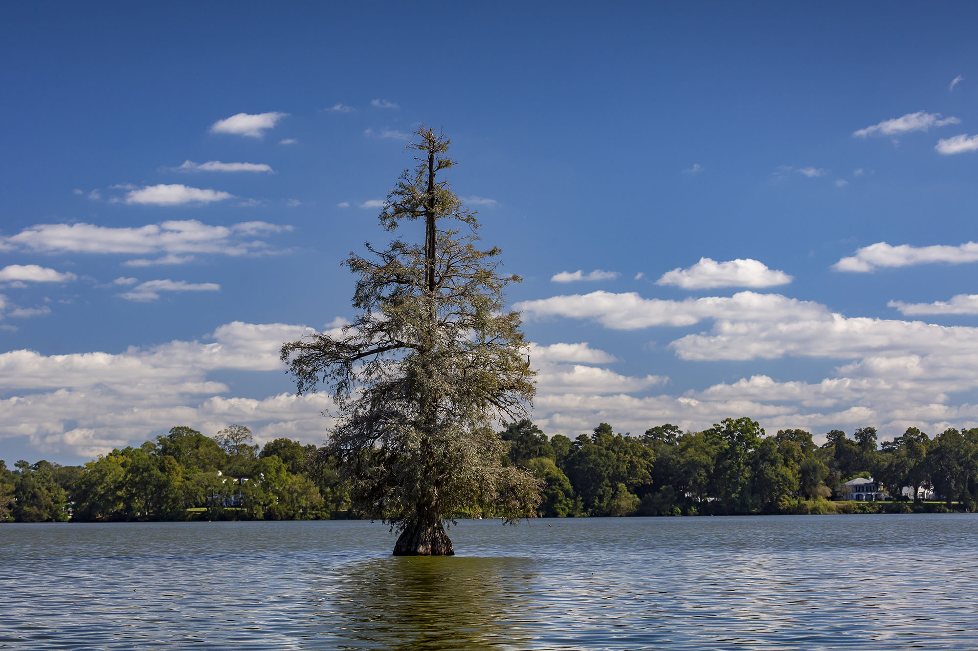 cypress tree in university lakes