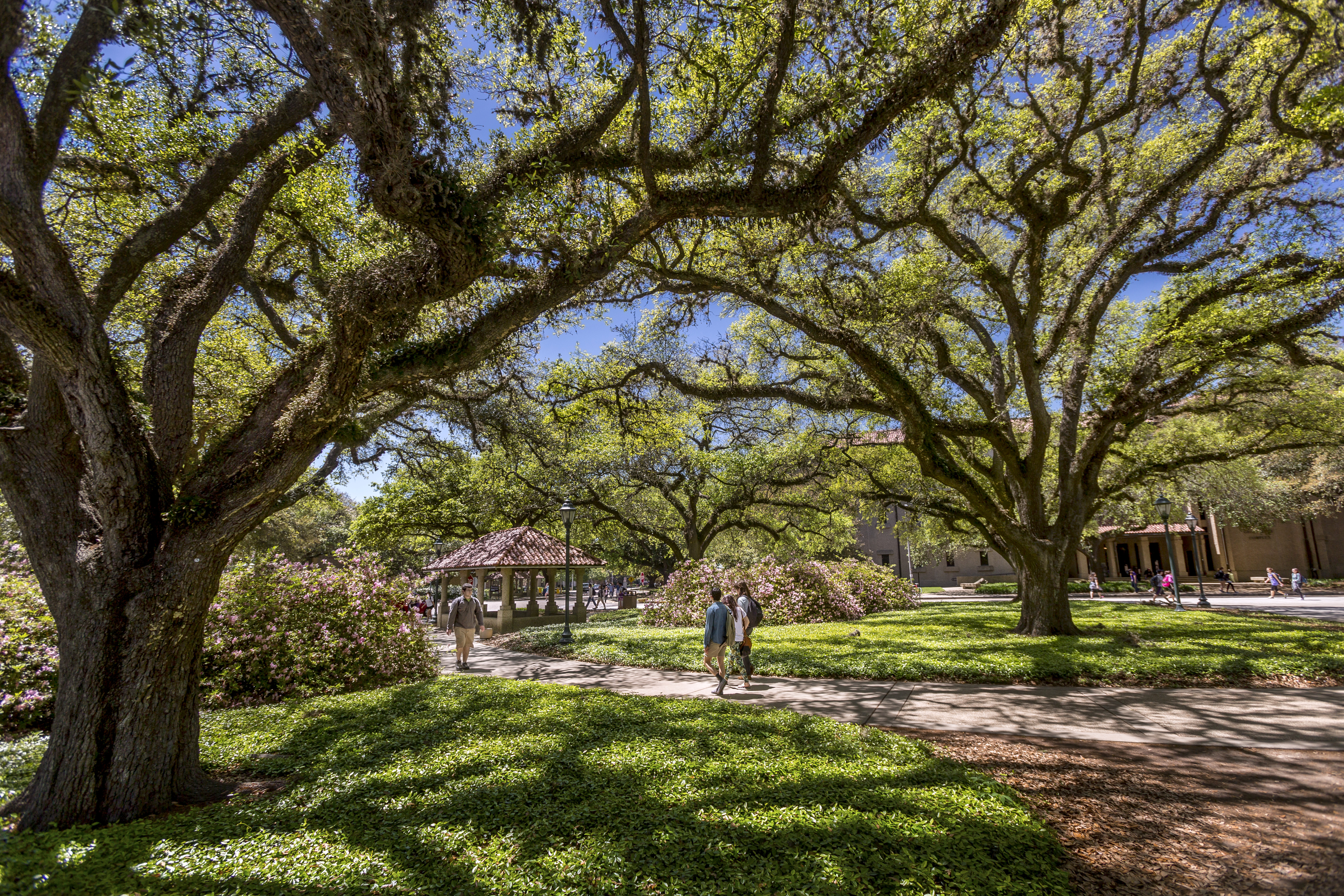 Campus image prominently featuring oak trees