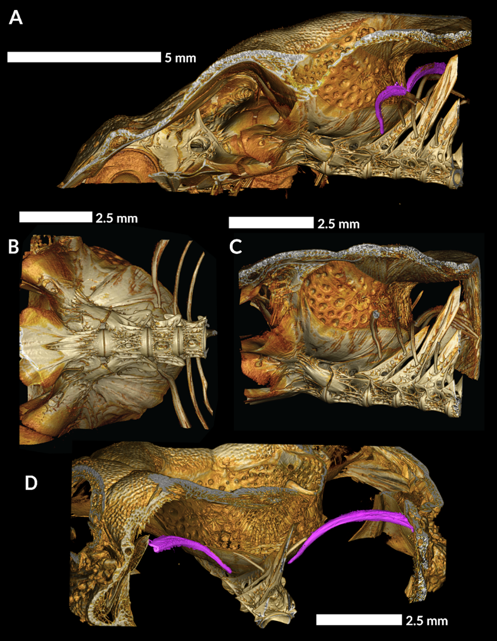 The rockhead poacher’s first set of ribs shown close to the cranial pit.