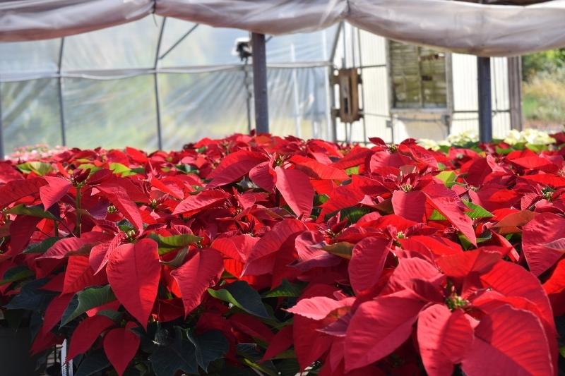 red poinsettias 