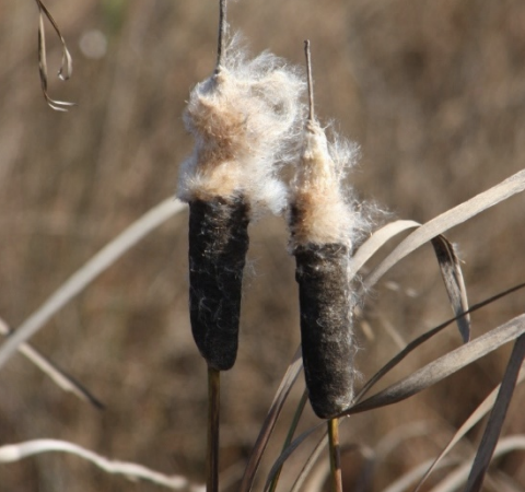 cattails