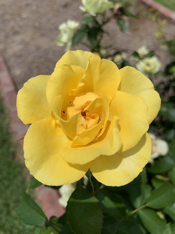 yellow rose