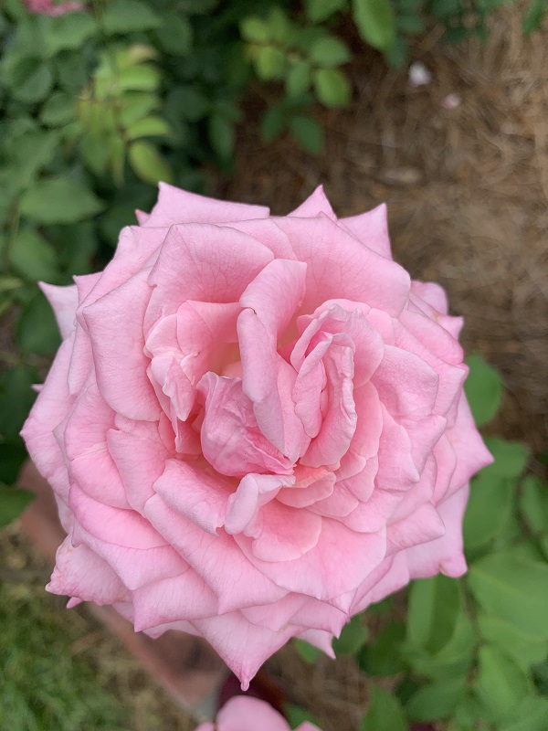 pink rose