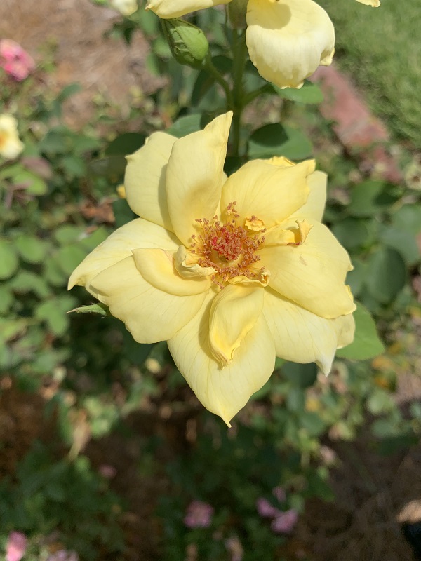 yellow rose