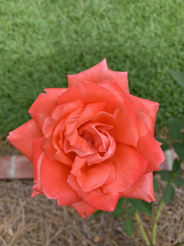 orange rose