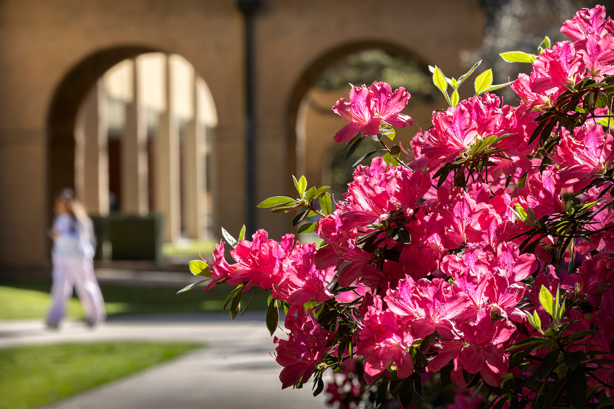 azaleas in the quad on campus