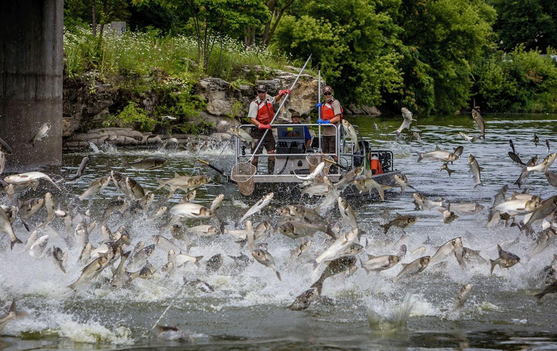 Fish jump up in front of boat