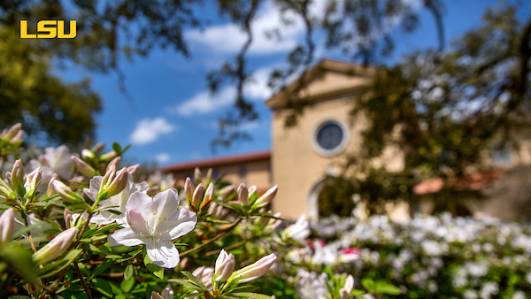 Azaleas near Foster Hall