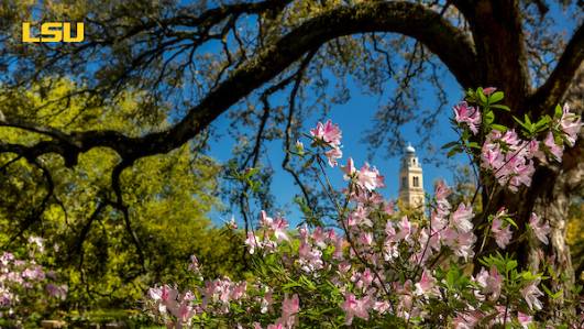 azaleas under an oak