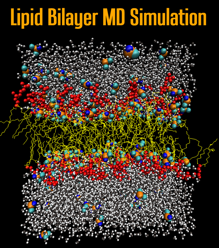 MD simulations of membranes