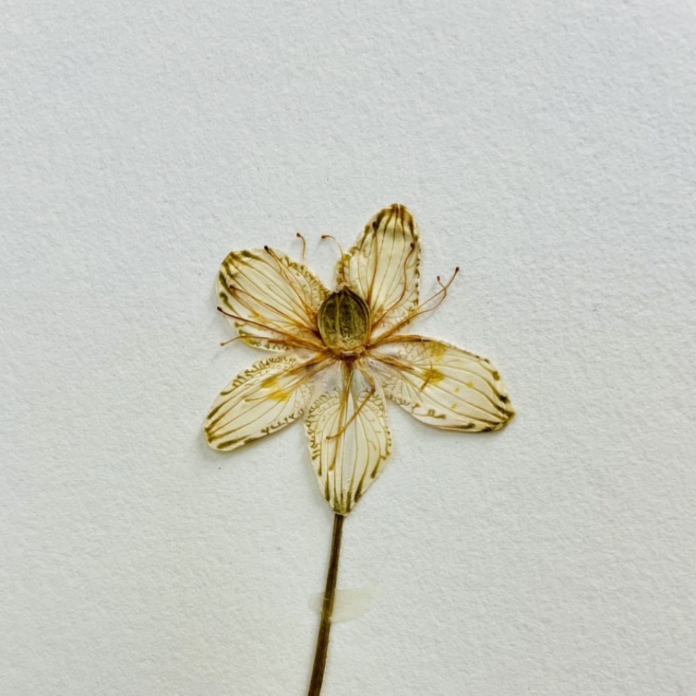 parnassia