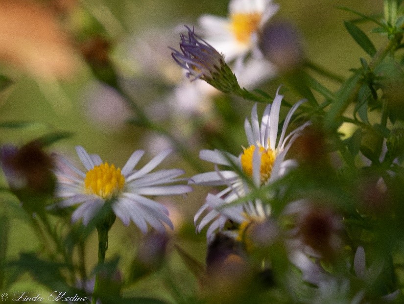 Aster, Aster praealtus