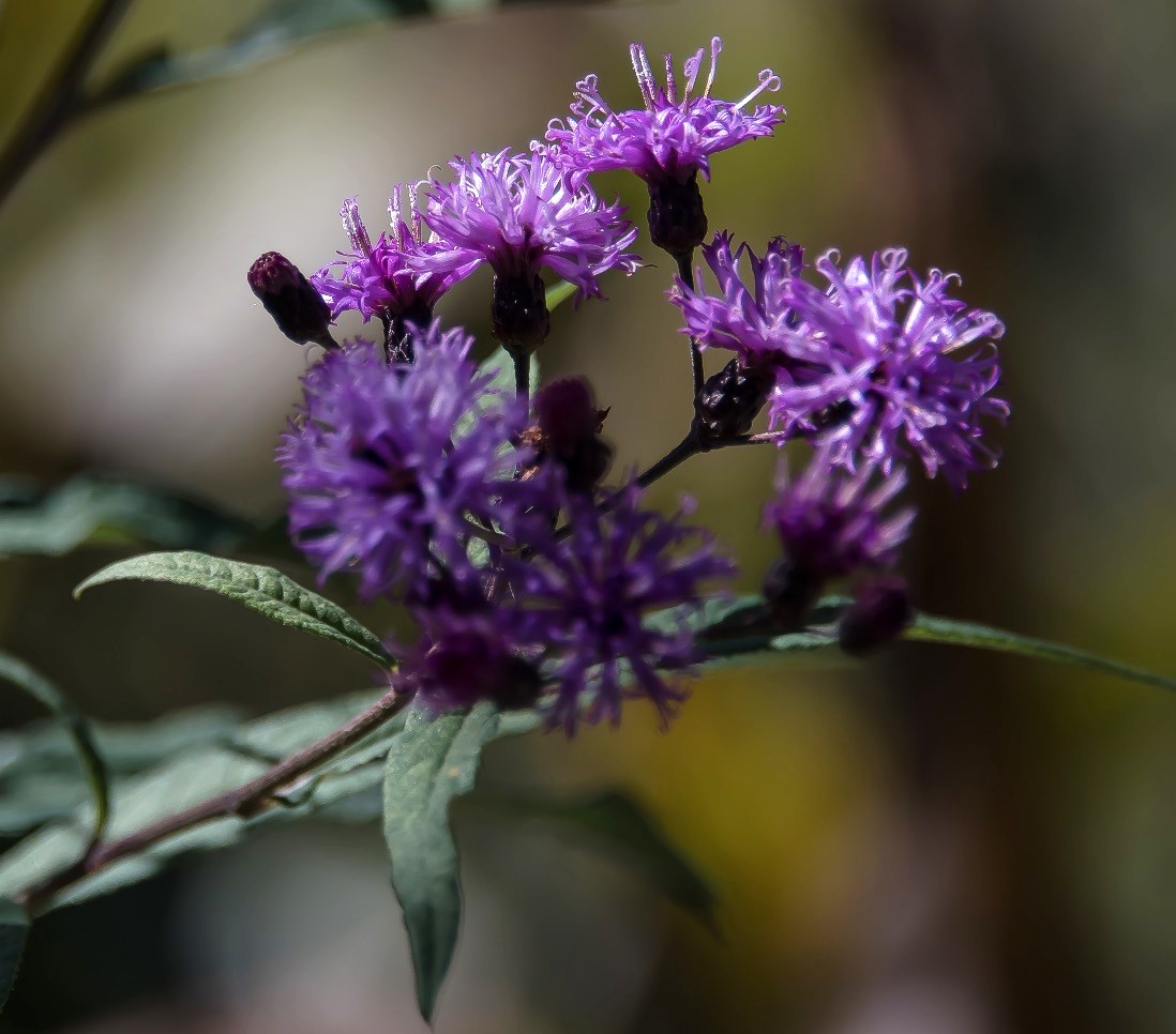 Ironweed, Veronia altissima