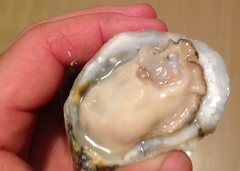 triple n oyster