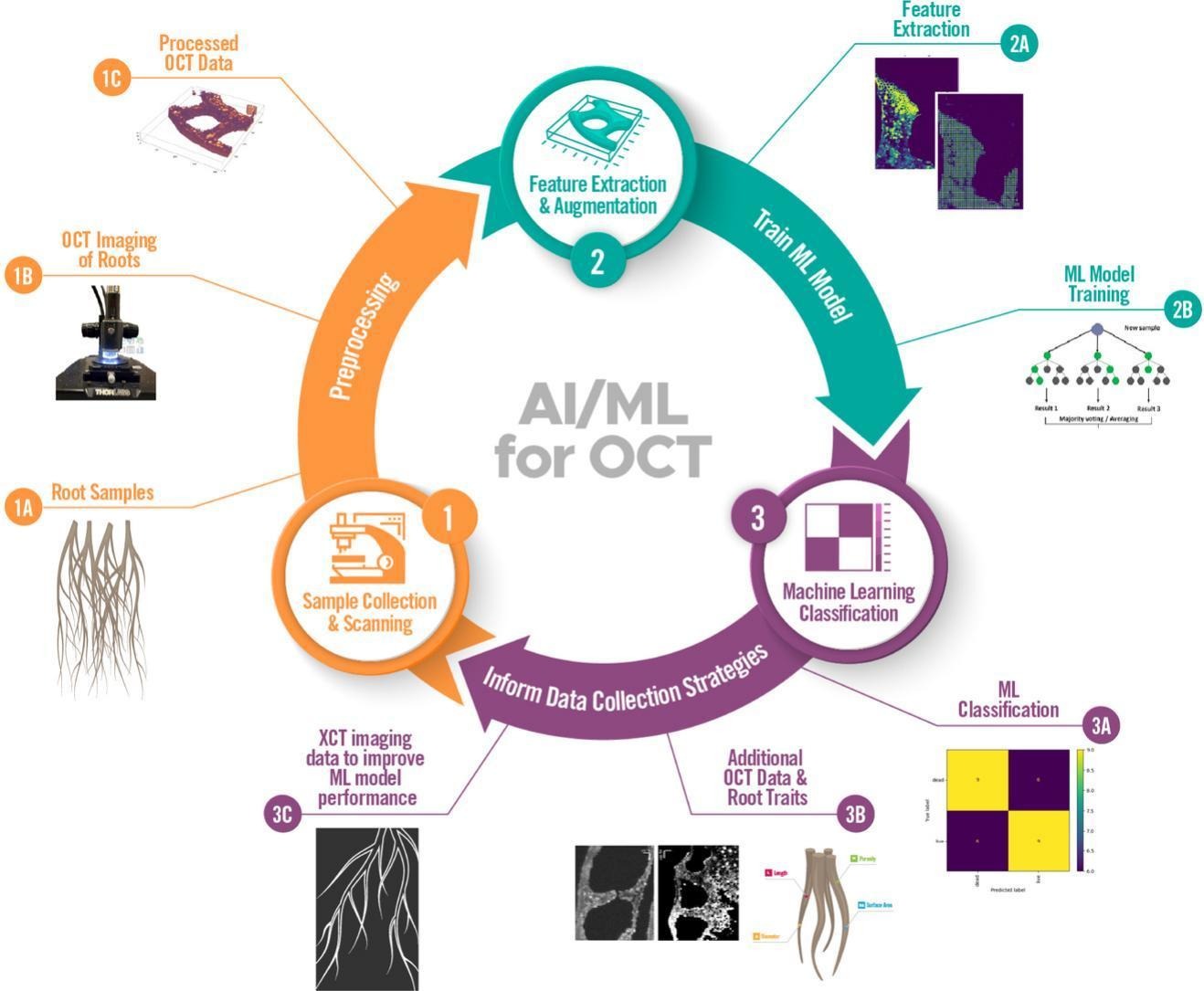 Optical Coherence Tomography (OCT) with machine learning to distinguish live vs. dead roots