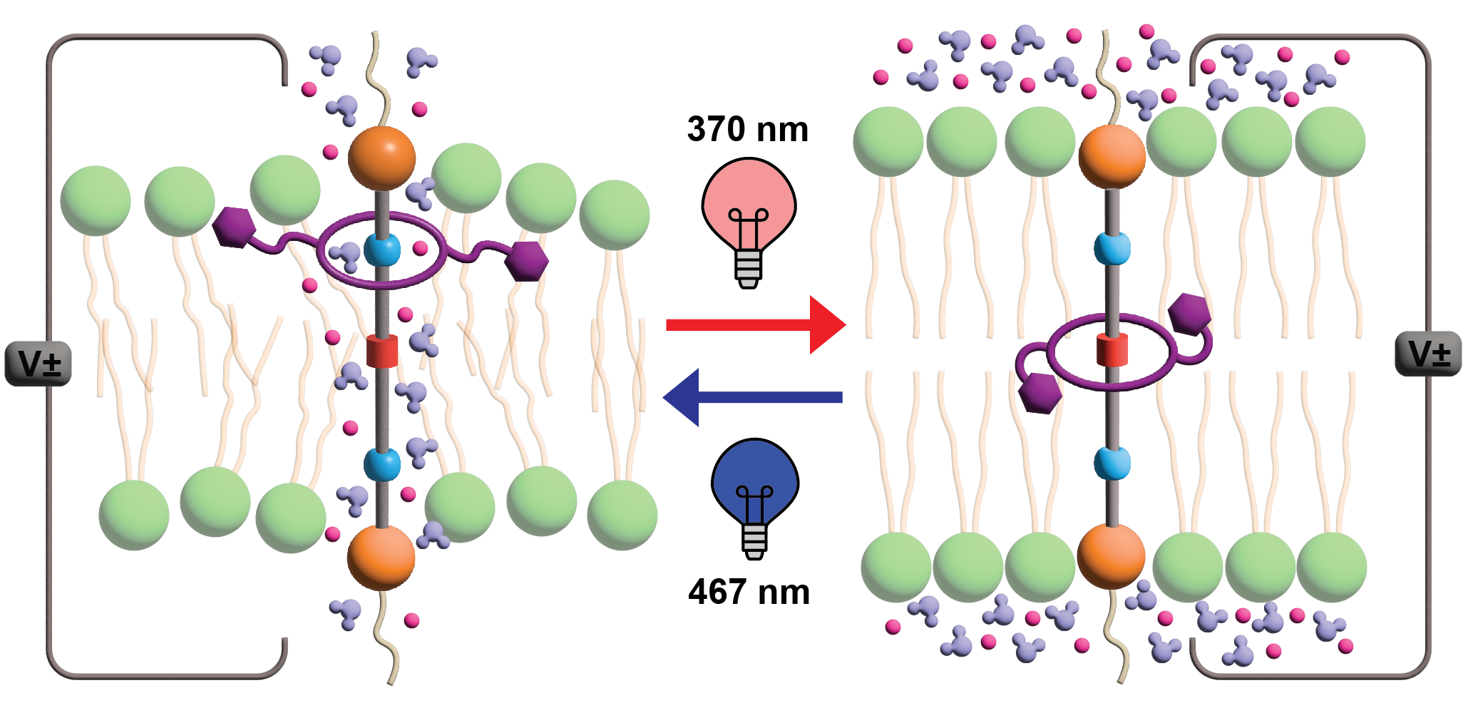 Light-responsive rotaxanes act as membrane actuators. Exposure to 467-nanometer light changes the shape and position of the ring, altering membrane structure and enabling ions to move across it. Subsequent irradiation with 370-nanometer light reverses these changes and stops ion transport.
