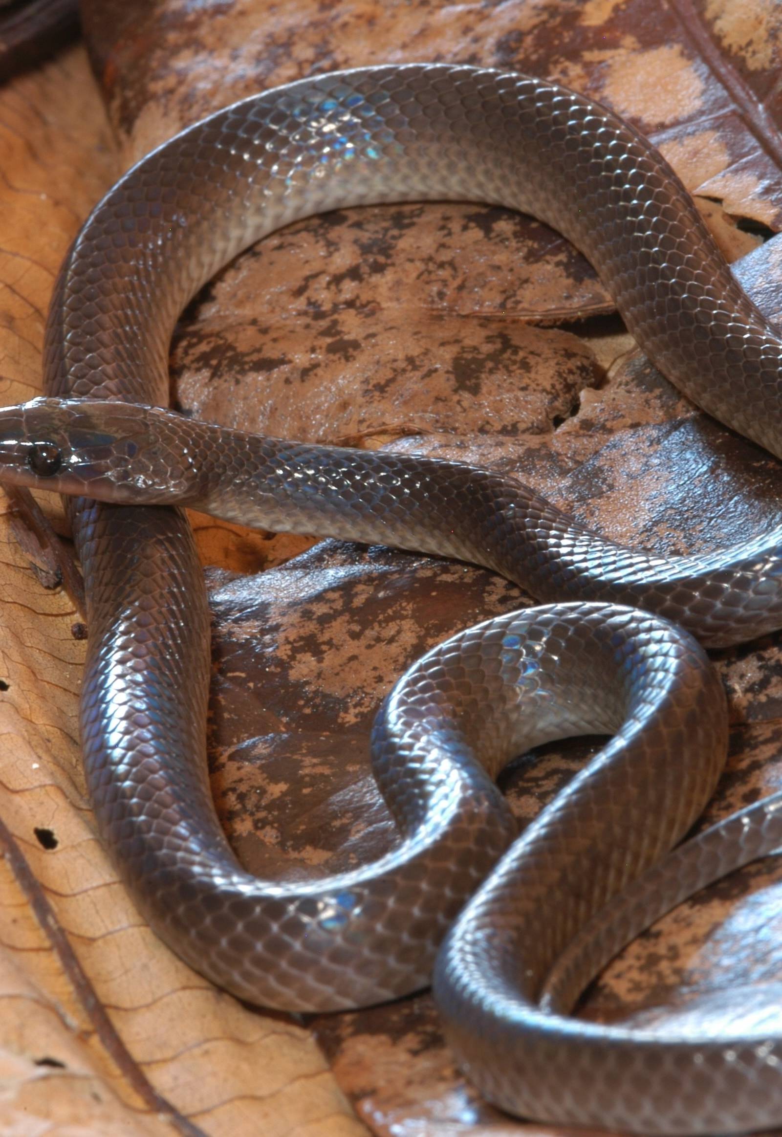 A reddish-brown snake