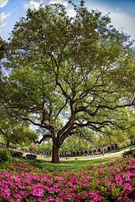 oak tree and azaleas