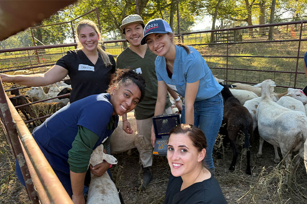 veterinary students on a farm caring for goats