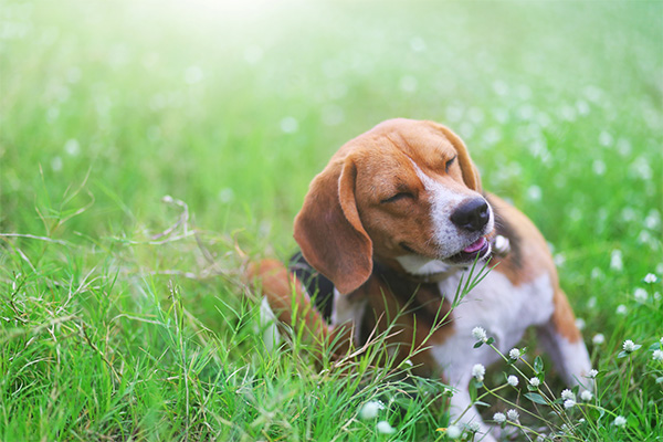 beagle scratchng his ear in a grassy field