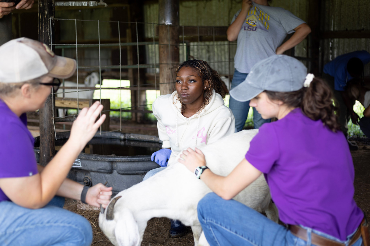 veterinary technician talking to students about goat health