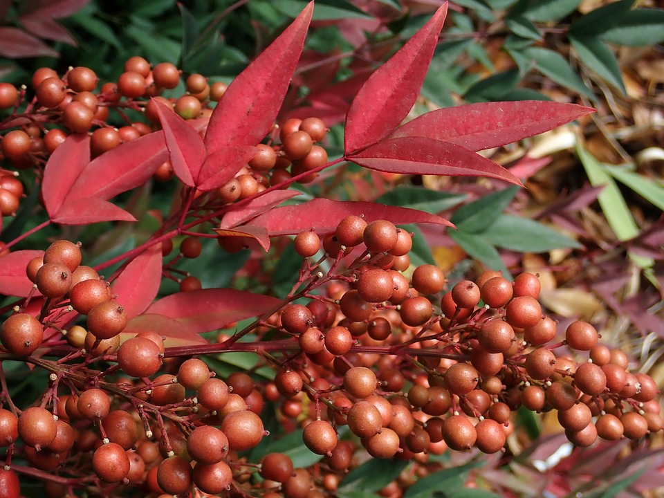 nandina